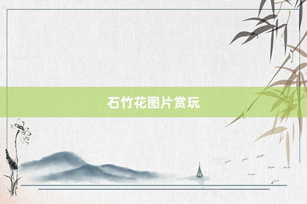 石竹花图片赏玩